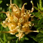 Grevillea juniperiana (prostrate yellow)