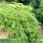 Acer palmatum 'Dissectum (weeping standard)'