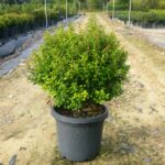 Acmena smithii 'Allyn Magic'