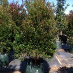 Acmena smithii ‘Minor’