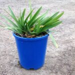 Agapanthus orientalis 'Snowball'