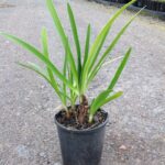 Agapanthus orientalis (blue)