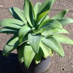 Agave attenuata