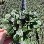 Ajuga reptans 'Atropurpurea'