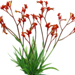 Anigozanthos hybrid 'AMBER VELVET' PBR