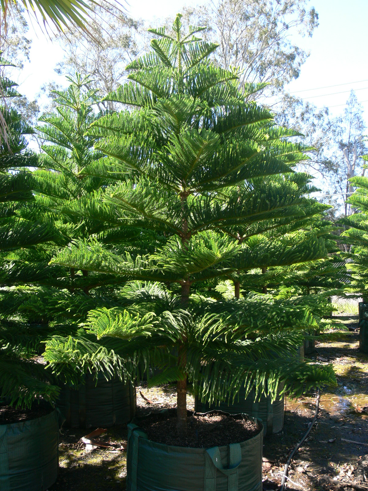 Araucaria Heterophylla Tree Araucaria Heterophylla Tree