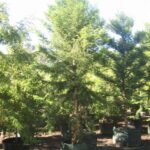 Araucaria cunninghamii