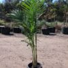 Plant Name XXXX