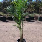 Plant Name XXXX
