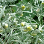 Artemisia schmidtiana