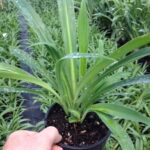 Arthropodium cirratum