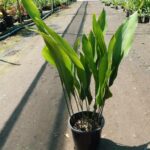 Aspidistra elatior
