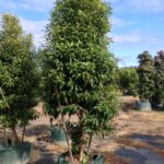 Backhousia citriodora