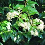 Backhousia myrtifolia