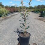 Banksia integrifolia