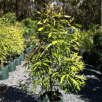 Buckinghamia celsissima