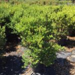 Buxus microphylla var. japonica