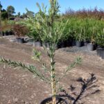 Callistemon viminalis ‘Dawson River’