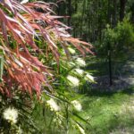 Callistemon salignus