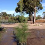 Casuarina cunninghamiana