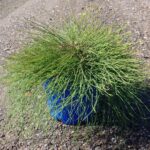 Casuarina glauca 'Cousin It'