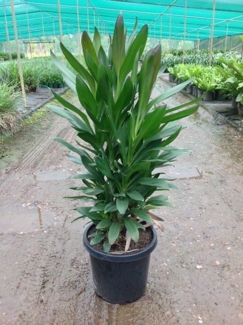 Cordyline Glauca 300mm KC 0215 | Andreasens Green Wholesale Nurseries