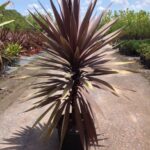 Cordyline australis 'Red Sensation'
