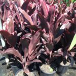 Cordyline terminalis ‘Rubra’
