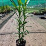 Cordyline stricta