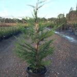 Cupressocyparis x leylandii 'Leightons Green'