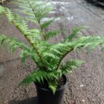 Cyathea cooperi