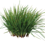 Dianella revoluta ‘DRG04’ PBR Revelation