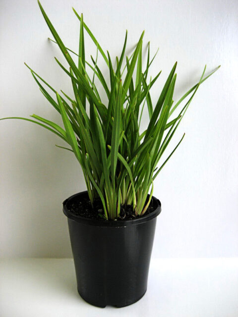 Dianella caerulea ‘DCNCO’ PBR Breeze® - Andreasens Green