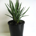 Dianella revoluta ‘DR5000’ PBR Little Rev™