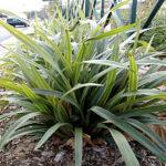 Dianella tasmanica ‘TR20’PBR Tasred®