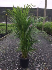 Dypsis lutescens - Andreasens Green