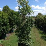 Elaeocarpus reticulatus 'Prima Donna'