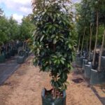 Elaeocarpus eumundii