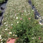 Erigeron karvinskianus
