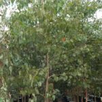 Eucalyptus amplifolia