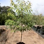 Eucalyptus pilularis