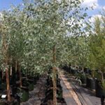 Eucalyptus sideroxylon