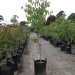 Eucalyptus tereticornis