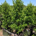 Ficus microcarpa var. hillii ‘Flash’