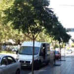 Flindersia australis