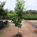 Fraxinus pennsylvanica 'Cimmzam' Cimmaron