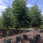 Fraxinus pennsylvanica 'Urbanite'