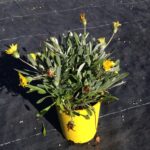 Gazania hybrid ‘GT20’ PBR Double Gold™