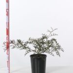 Grevillea rivularis 'Bronze Rambler'