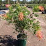 Grevillea 'Ned Kelly'
